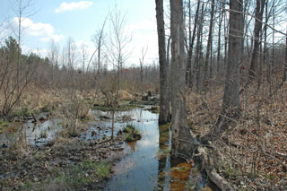 Wetland Delineations, Permitting, & Mitegation