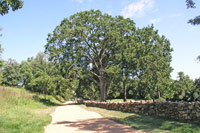 Sunken Road Restoration